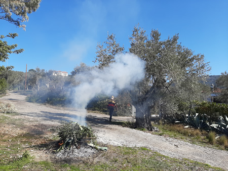 Yearly cleaning and pruning works in the garden, mainly the olive trees  